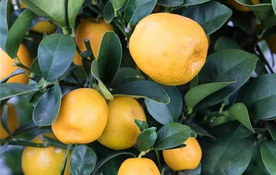 Zitrusbäume – Die Zierde der Fürstenhöfe Zitrusbäume – Die Zierde der Fürstenhöfe