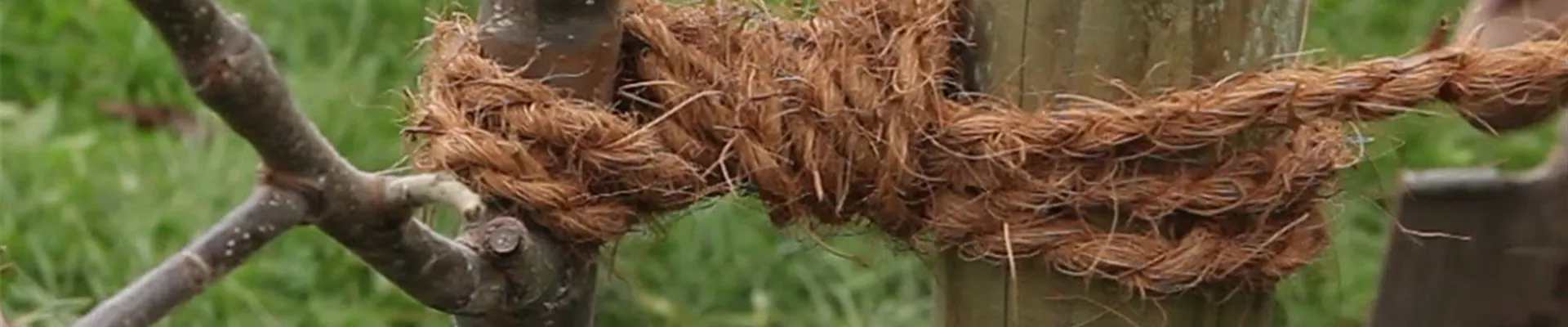 Apfelbaum - Einpflanzen im Garten (Anleitung - 9) Apfelbaum - Einpflanzen im Garten (Anleitung - 9)