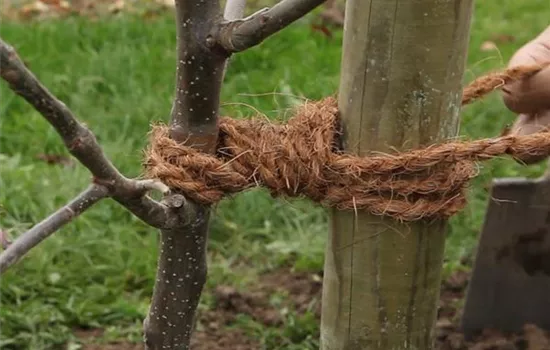 Anbindestellen von Gehölzen kontrollieren Anbindestellen von Gehölzen kontrollieren