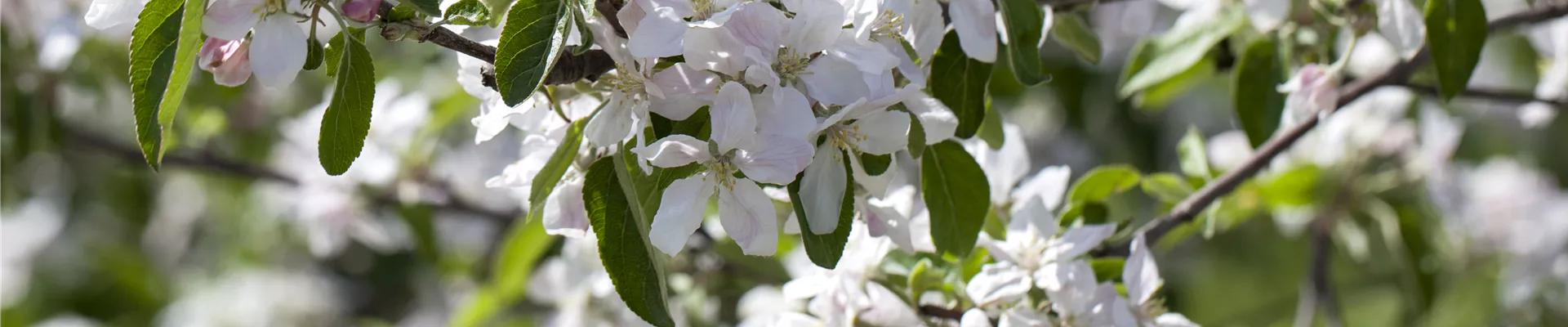 Malus domestica Malus domestica