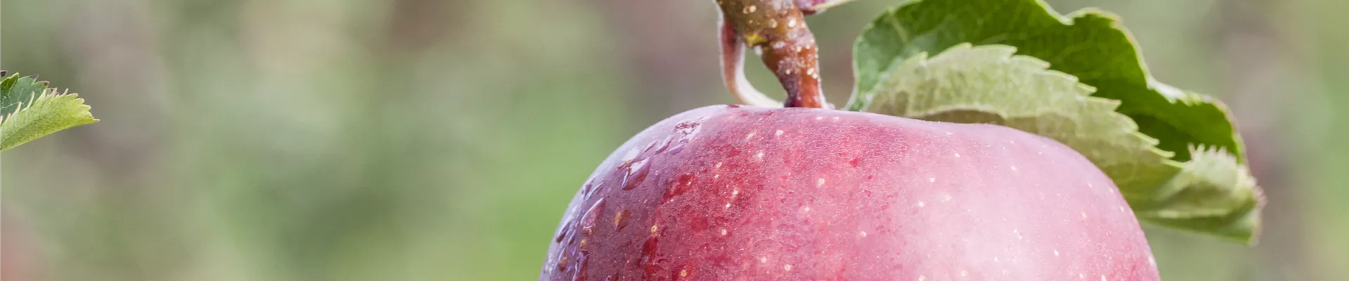 Malus domestica 'Red Prince®'