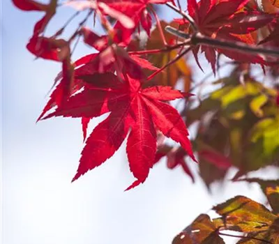 Acer palmatum 'Atropurpureum'