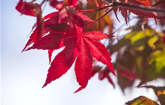 Acer palmatum 'Atropurpureum'