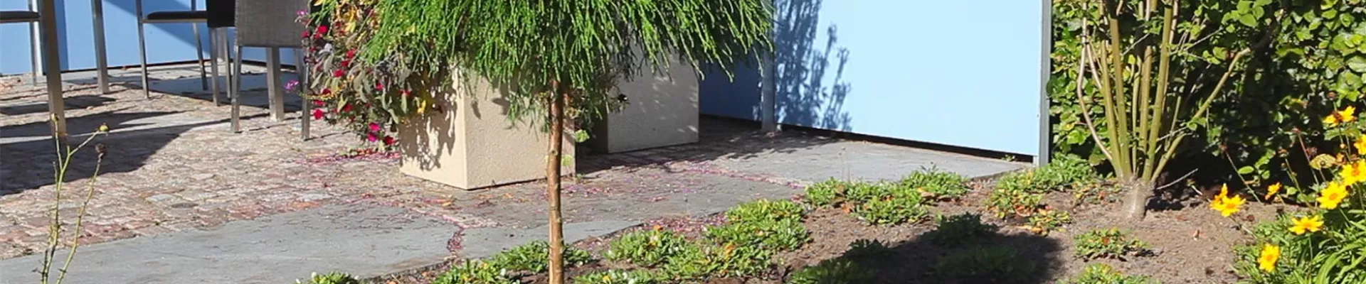 Fadenzypresse - Einpflanzen im Garten (1)