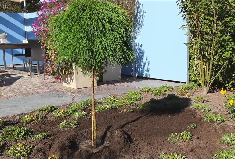 Fadenzypresse - Einpflanzen im Garten (1)