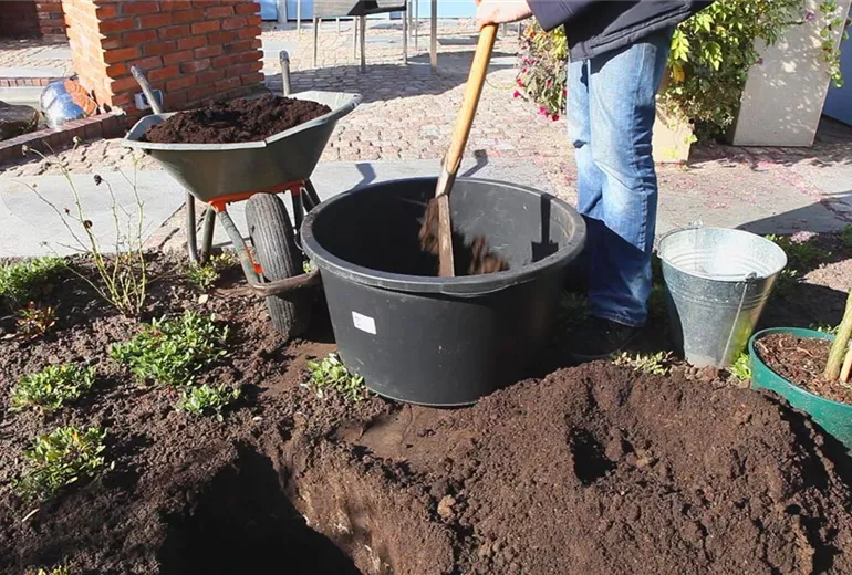 Fadenzypresse - Einpflanzen im Garten (3)