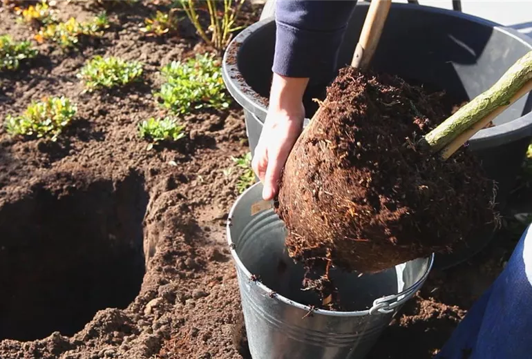 Fadenzypresse - Einpflanzen im Garten (4)