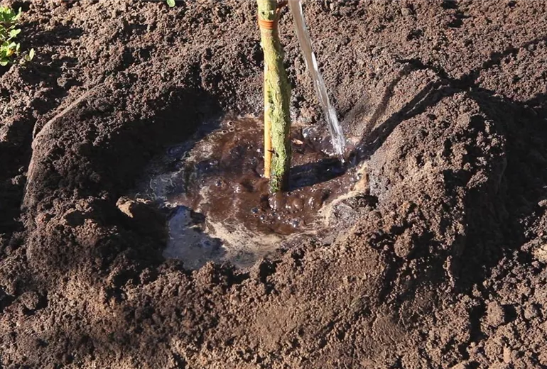 Fadenzypresse - Einpflanzen im Garten (5)