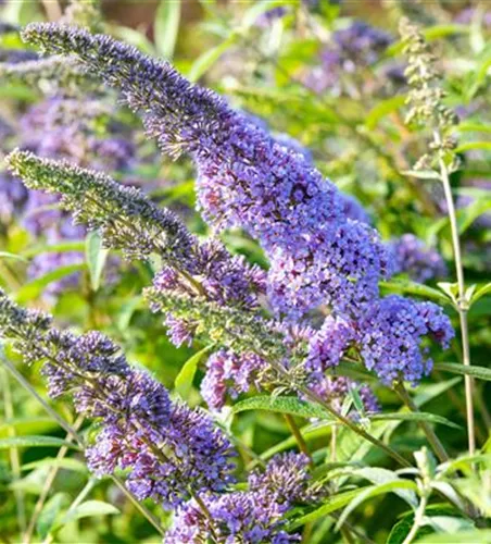 Buddleja davidii 'Empire Blue'