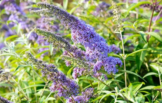 Buddleja davidii 'Empire Blue'