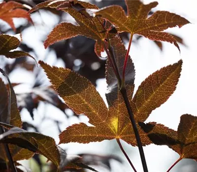 Acer palmatum 'Bloodgood' Acer palmatum 'Bloodgood'