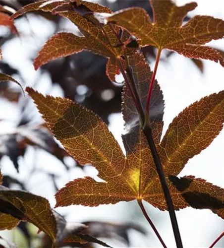 Acer palmatum 'Bloodgood'