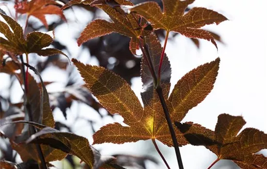 Acer palmatum 'Bloodgood' Acer palmatum 'Bloodgood'