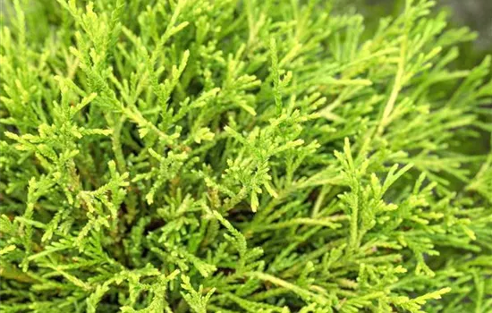 Chamaecyparis pis.'Sungold'