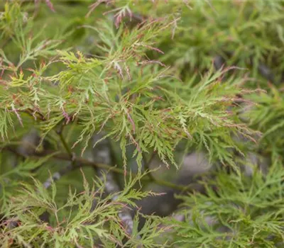 Acer palmatum 'Dissectum' Acer palmatum 'Dissectum'