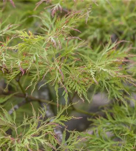 Acer palmatum 'Dissectum'