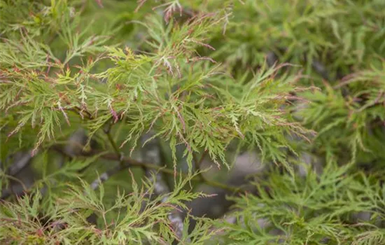 Acer palmatum 'Dissectum' Acer palmatum 'Dissectum'