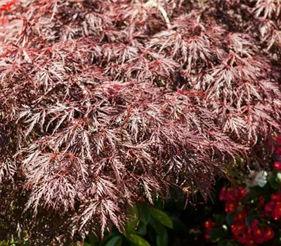 Acer palmatum 'Dissectum Garnet' Acer palmatum 'Dissectum Garnet'