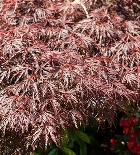 Acer palmatum 'Dissectum Garnet'