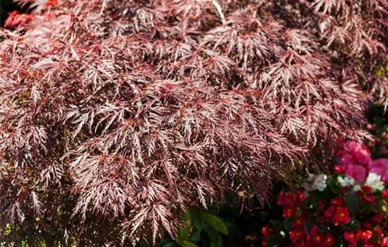 Acer palmatum 'Dissectum Garnet' Acer palmatum 'Dissectum Garnet'