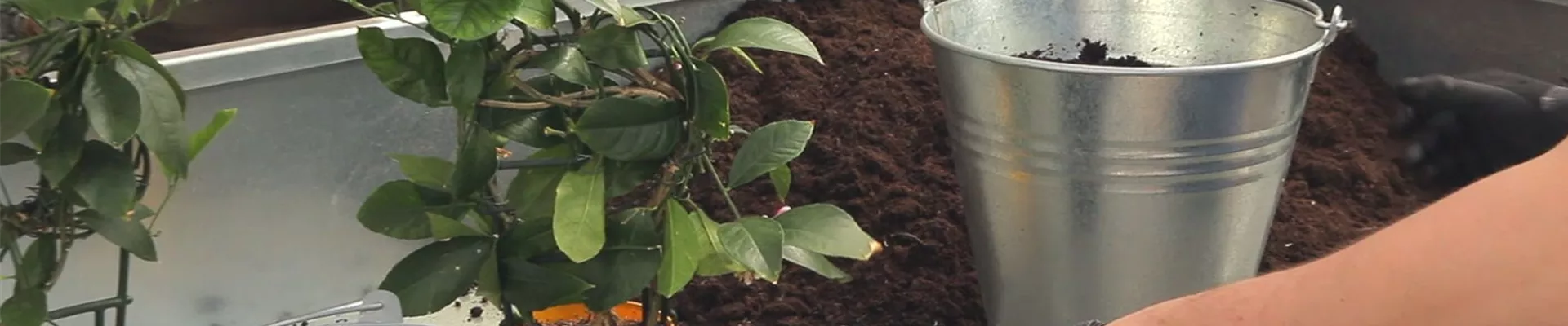 Zitronen - Umtopfen 5 Zitronen - Umtopfen 5