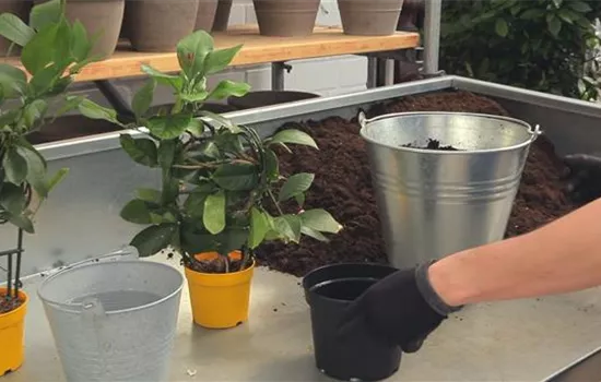 Zitronen - Umtopfen Zitronen - Umtopfen