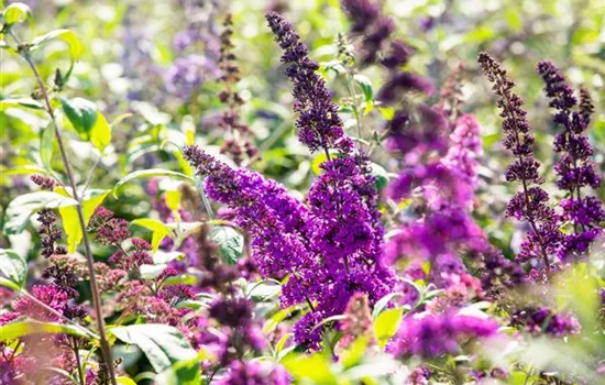 Buddleja davidii 'Royal Red' Buddleja davidii 'Royal Red'