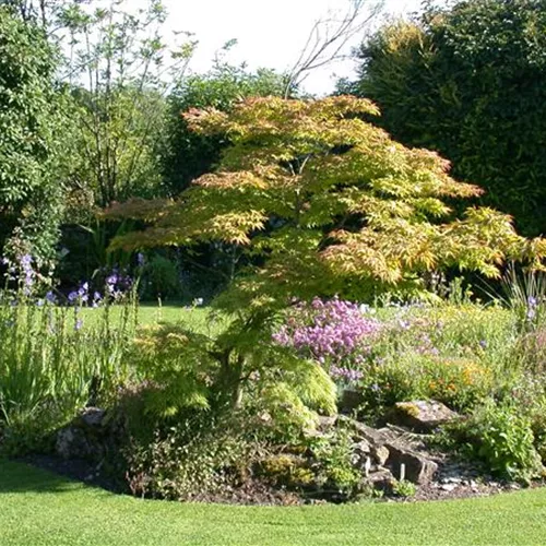 Acer palmatum 'Skeeter's Broom'