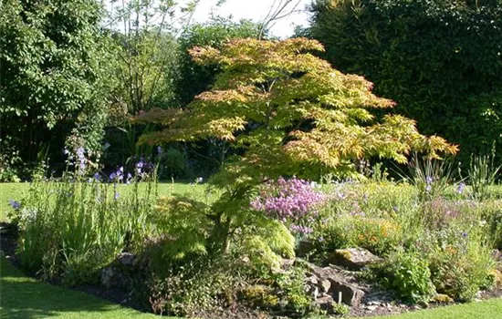Acer palmatum 'Skeeter's Broom' Acer palmatum 'Skeeter's Broom'