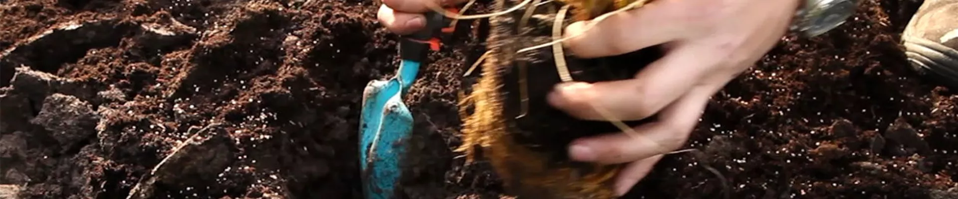 Gräser - Einpflanzen im Garten (5) Gräser - Einpflanzen im Garten (5)