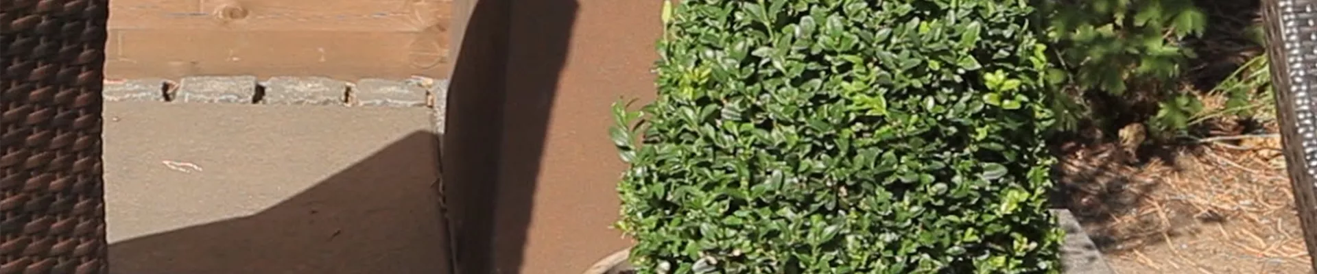 Buchsbaum - Einpflanzen in ein Gefäß (Anleitung - 0)