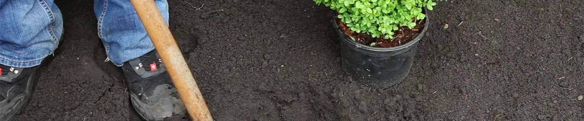 Buchsbaum - Einpflanzen im Garten (2)