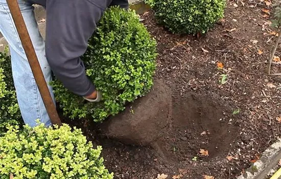 Buchsbaum - Umpflanzen