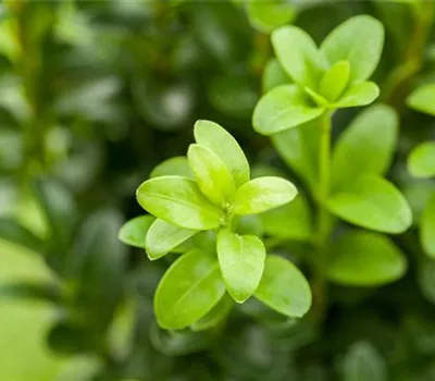 Buxus sempervirens Buxus sempervirens