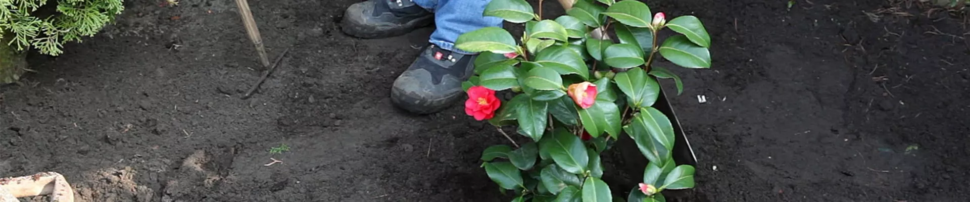 Kamelie - Einpflanzen im Garten (5)