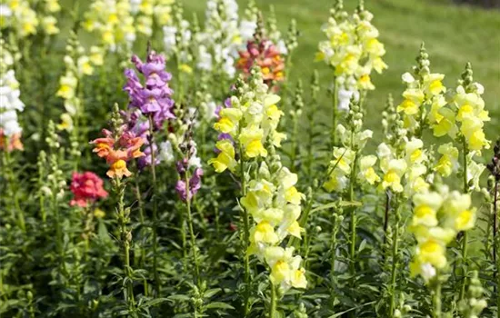 Blüten abstützen Blüten abstützen