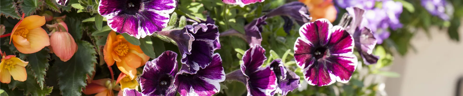 Petunia, zweifarbig Petunia, zweifarbig