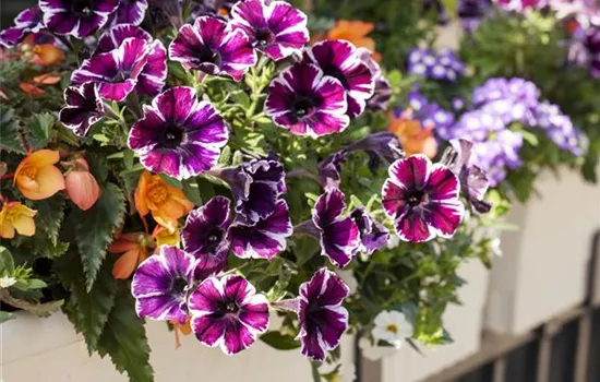 Verwelkte Blüten entfernen