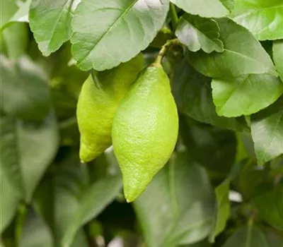 Citrus limon CAC