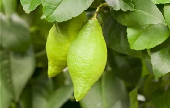Citrus limon CAC