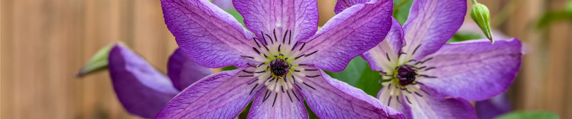 Clematis viticella 'Venosa Violacea'
