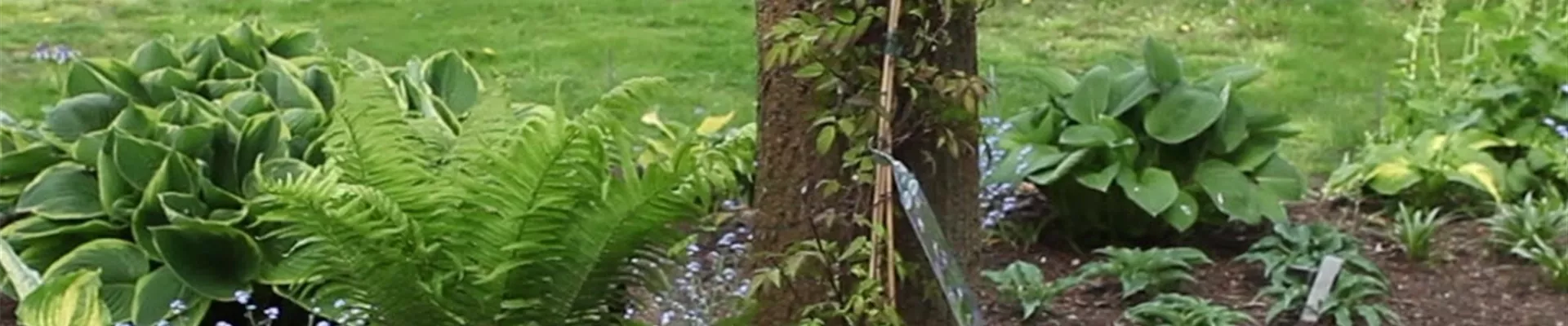 Clematis - Einpflanzen im Garten (Anleitung - 0) Clematis - Einpflanzen im Garten (Anleitung - 0)