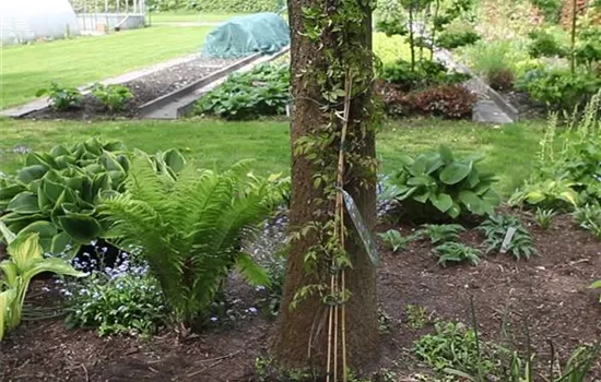 Clematis - Einpflanzen im Garten Clematis - Einpflanzen im Garten