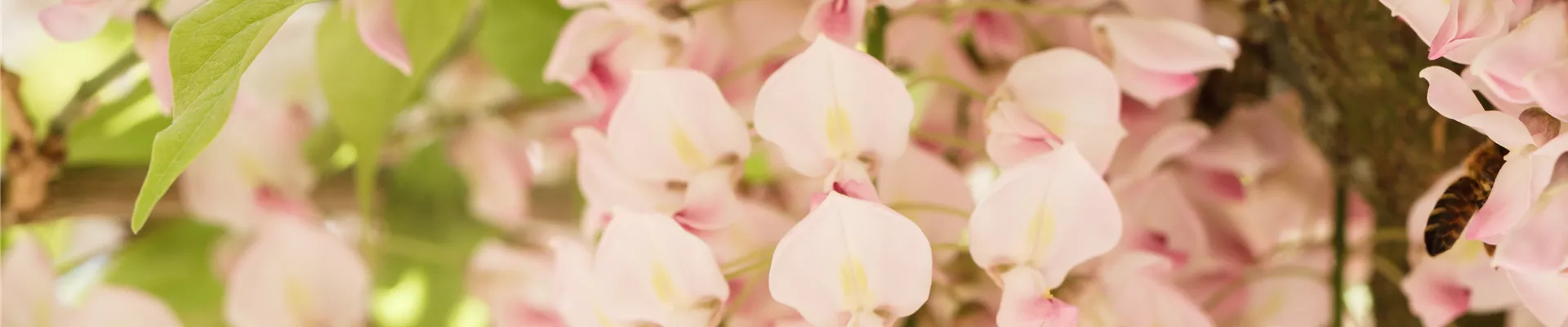Wisteria floribunda 'Honbeni' Wisteria floribunda 'Honbeni'