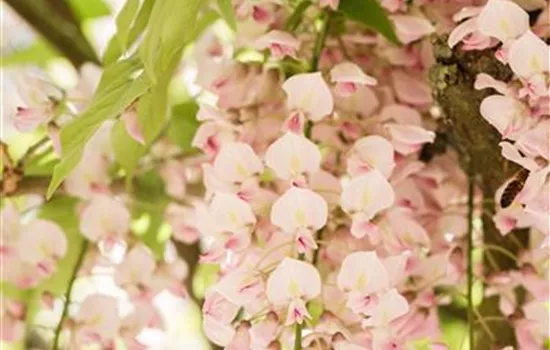 Fassade begrünen Fassade begrünen