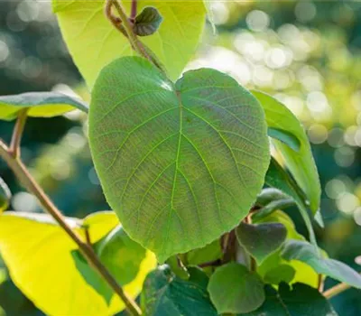Actinidia chinensis 'Hayward' Actinidia chinensis 'Hayward'