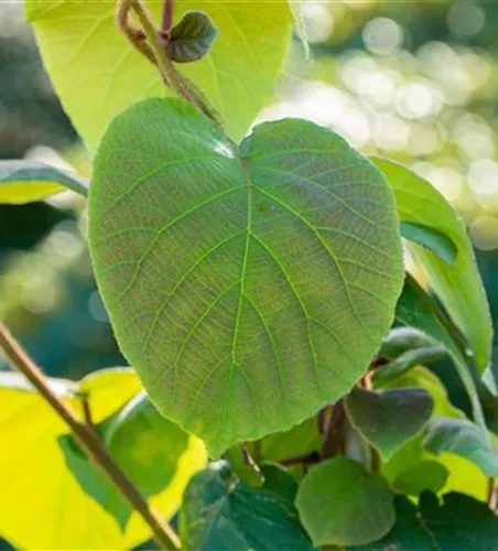 Actinidia chinensis 'Hayward'