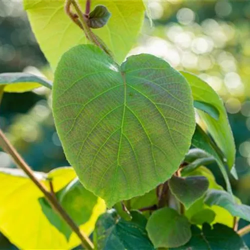 Actinidia chinensis 'Hayward'