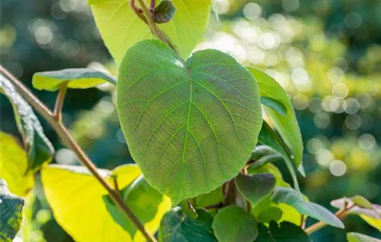 Actinidia chinensis 'Hayward' Actinidia chinensis 'Hayward'