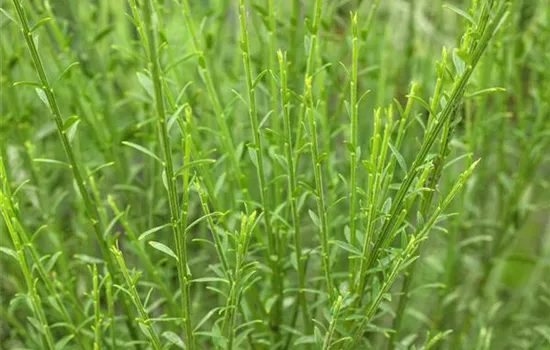 Cytisus scoparius 'Lena'